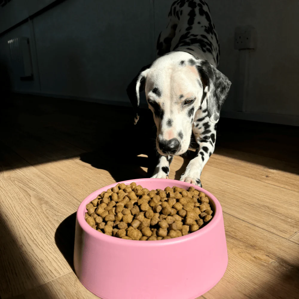 Steady Dog Bowl - Image 9