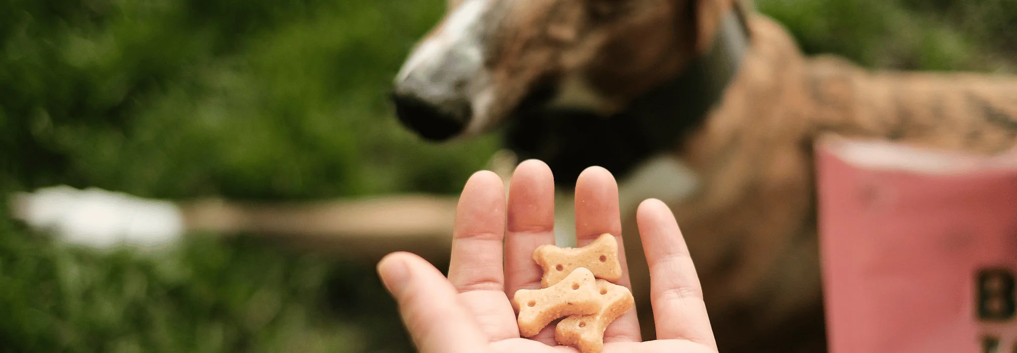 Cashew Dog Treats with Pumpkin Seed & Carrot - Image 6