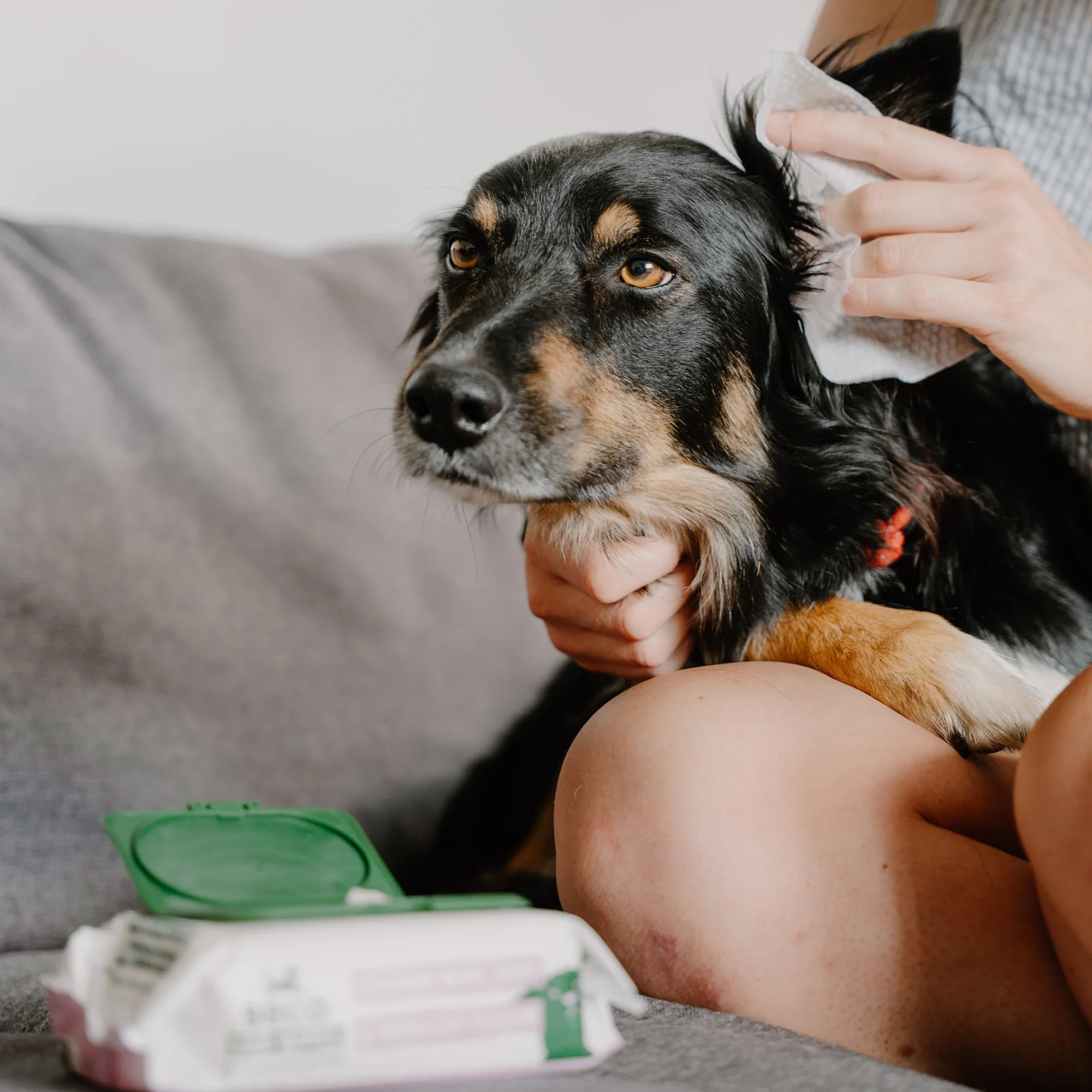 Dog Ear Cleaning Wipes - Image 3
