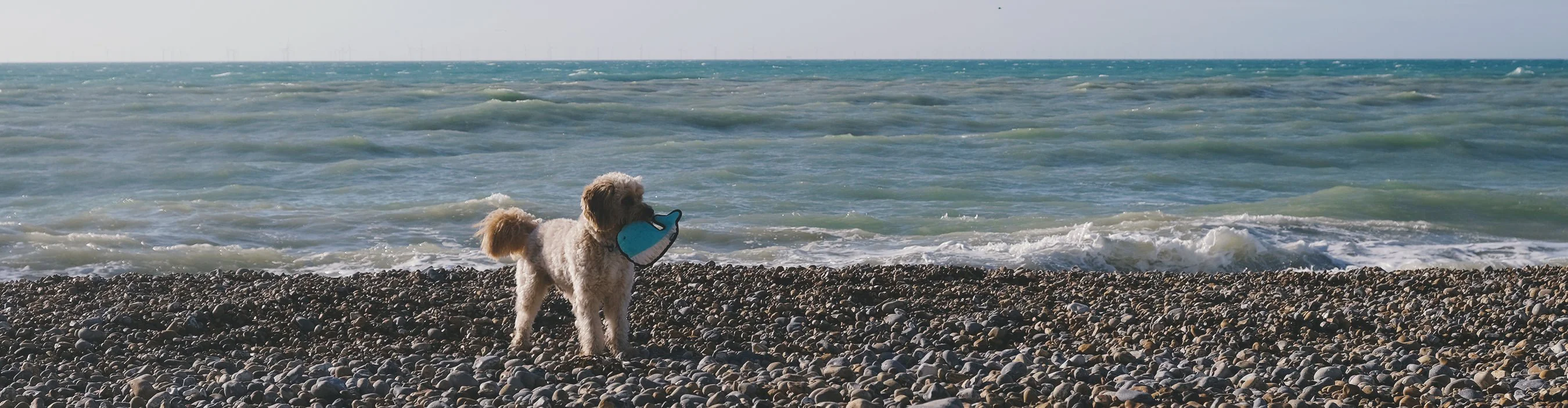 Plush Lobster Dog Toy - Image 4