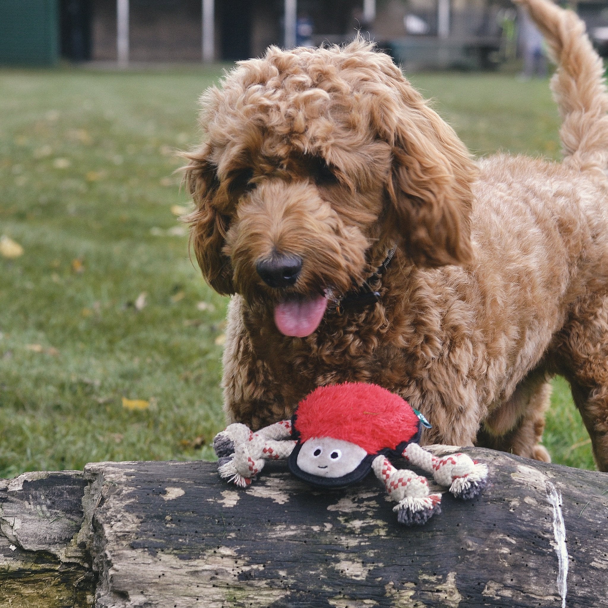 Plush Spider Dog Toy - Image 6